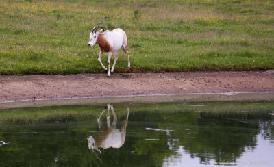 Reflected Oryx
