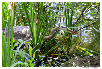 Great blue heron at 110 mm