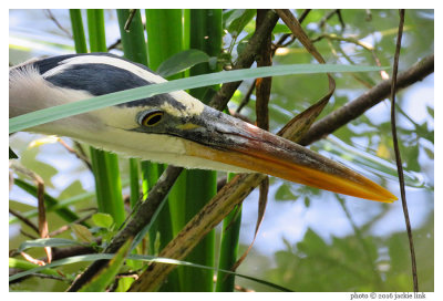 Great blue heron at 515 mm