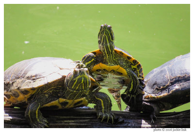 Turtles_ACR at 960 mm.jpg