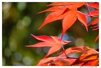 Leaves at 577 mm.jpg