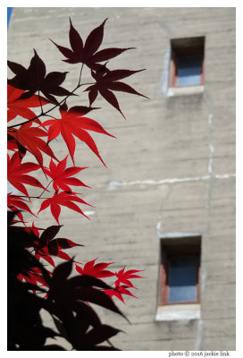 Leaves at SFAI at 120 mm.jpg