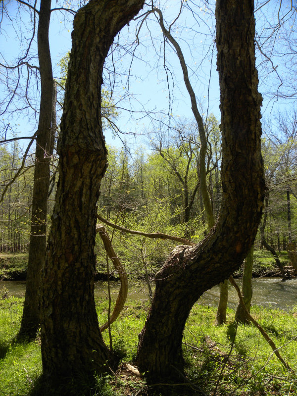 Two trunks