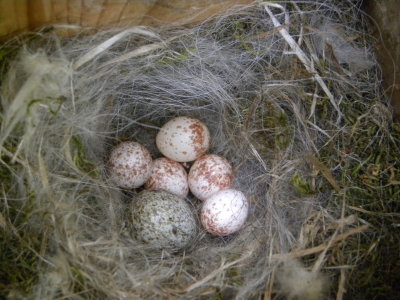 Five chickadee eggs....and one cardinal egg!