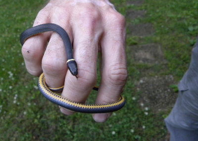 Ring-neck snake