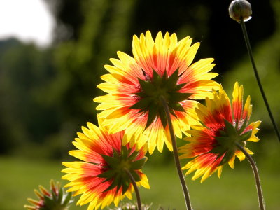 Indian Blankets