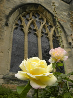 Roses at Bristol Cathedral