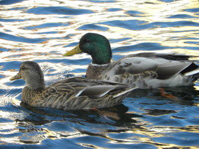 Canal Ducks