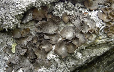 Burned Lichen
