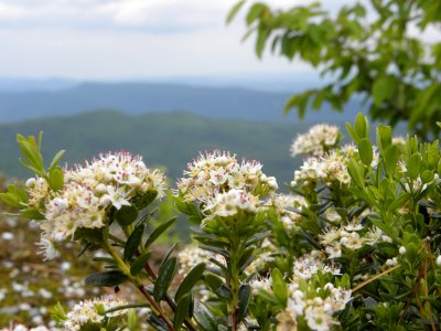 Beautiful Flowers & Blue Ridge Mountains