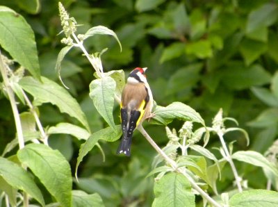 Goldfinch in England