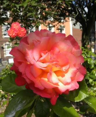 Brunswick Square Roses