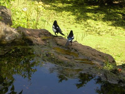 Magpies at Brandon Hill