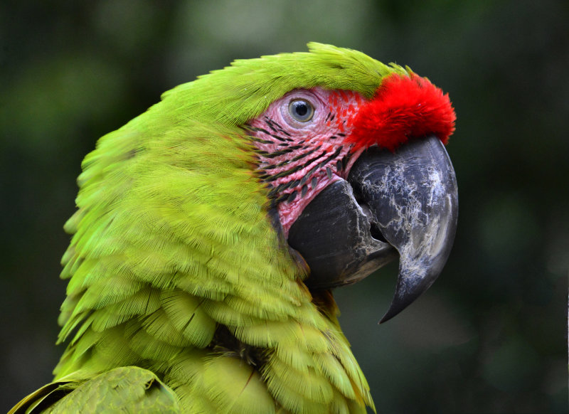 Oct.    Macaw in Honduras.jpg