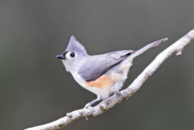 Tufted Titmouse