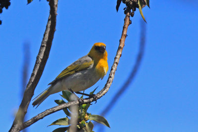 Palila
