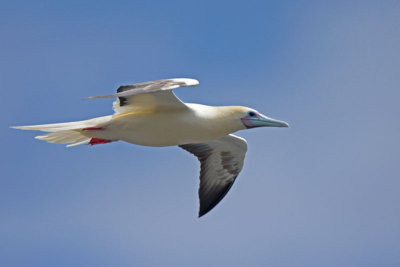 Red-footed Booby (`A)