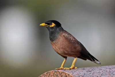 Common Myna