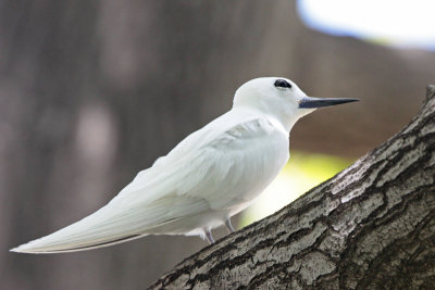 Manu o Ku (White Tern)