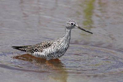 Greater Yellowlegs