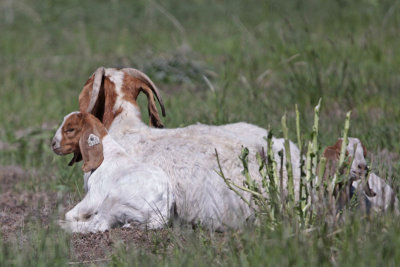 Boer Goats