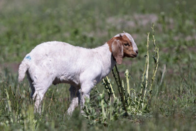 Boer Goat Kid