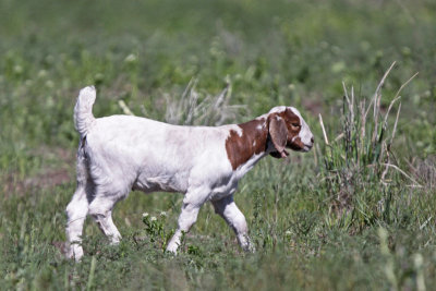 Boer Goat Kid