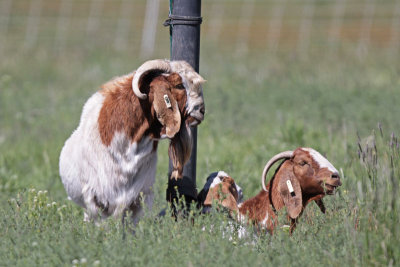 Boer Goats