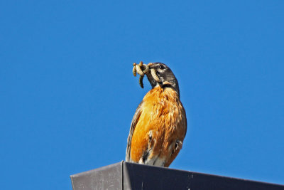 American Robin