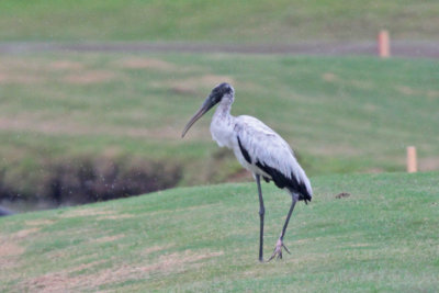 Wood Stork