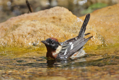 Bay-breasted Warbler