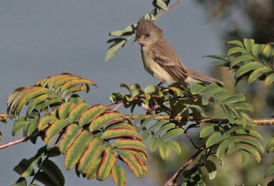 Willow Flycatcher