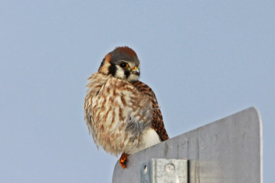 American Kestrel