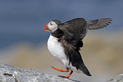 Atlantic Puffin