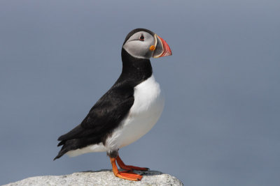 Atlantic Puffin