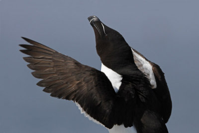 Razorbill