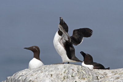 Razorbills and Common Murre