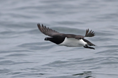 Razorbill