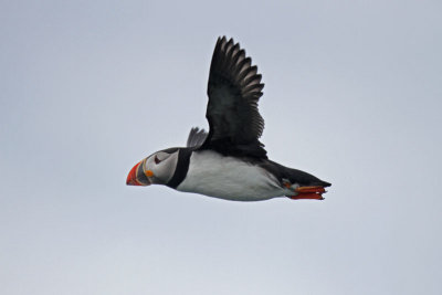 Atlantic Puffin