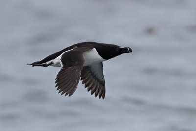 Razorbill