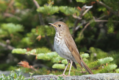 Bicknell's Thrush