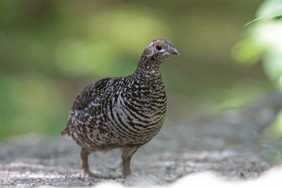Spruce Grouse
