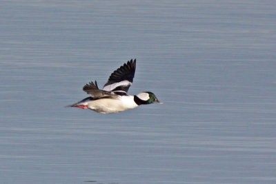 Bufflehead