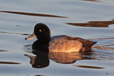 Greater Scaup