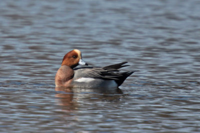 Eurasian Wigeon