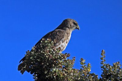 `Io (Hawaiian Hawk)