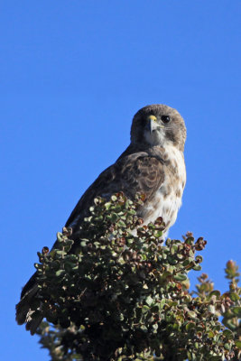 `Io (Hawaiian Hawk)