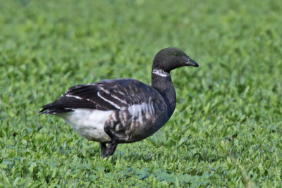 Brant Geese