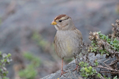 White-crowned Sparrow