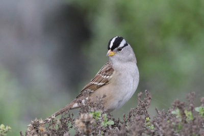 White-crowned Sparrow